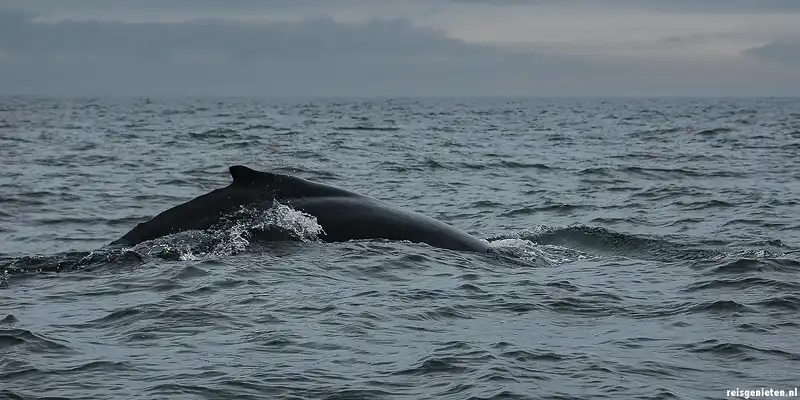 Walvis spotten Tenerife